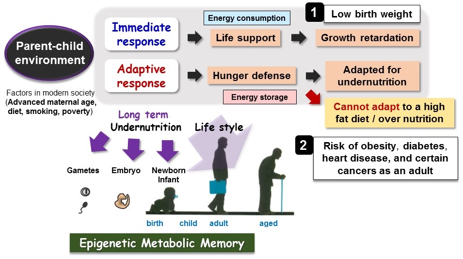 japanese researchers reveal two enzymes responsible for inducing